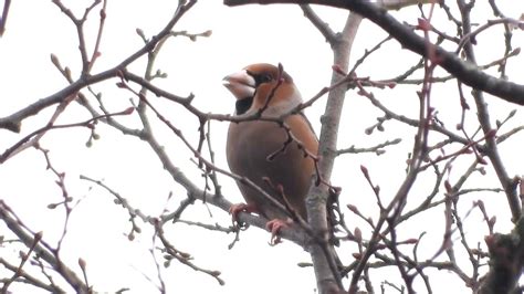 Hawfinch Calling At Rufford Cp Notts 28th January 2022 Youtube