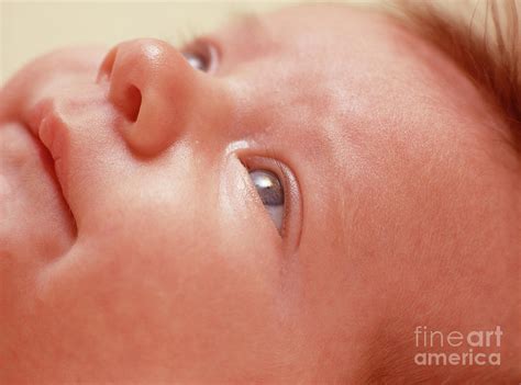 Baby Boys Face Photograph By Paul Whitehillscience Photo Library