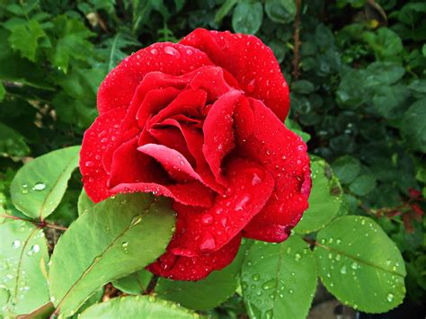 Mawar Merah Bunga Foto Gratis Di Pixabay Pixabay