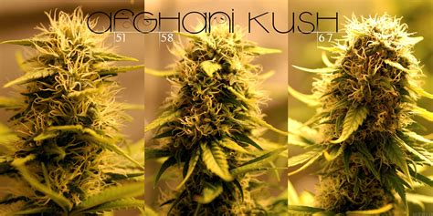 Afghani Kush From Next Generation Seed Company Cannabis