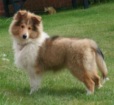 Rough Collie Puppy Scunthorpe Lincolnshire Pets4homes
