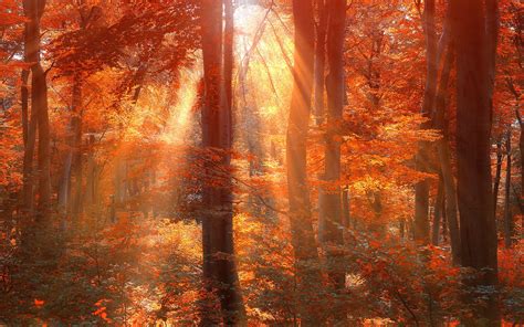 Sun Rays Autumn Forest Wallpaper 1920x1200 32044
