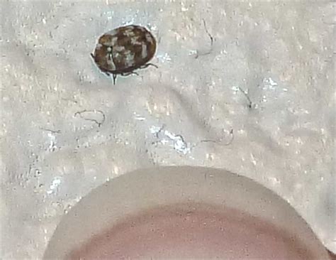 Carpet Beetles April 30 2014 — Texas Insect Identification Tools