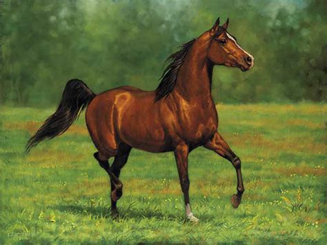 | breyer horse proud arabian stallion brown horse white socks dark mane. Natalie Fiallo's Life: Weezy!