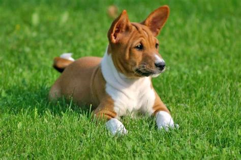 Basenji Puppies Doglers