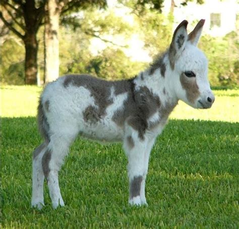 Oh My God Miniature Donkeys Are Absolutely Adorable Animals Cute