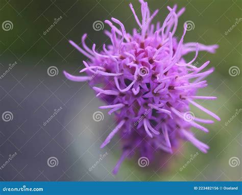 Liatris Spicata Kobold Blazing Star Gayfeather Button Snakeroot Royalty