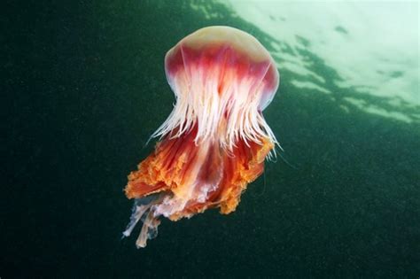 Amazing Jellyfish Photos By Alexander Semenov