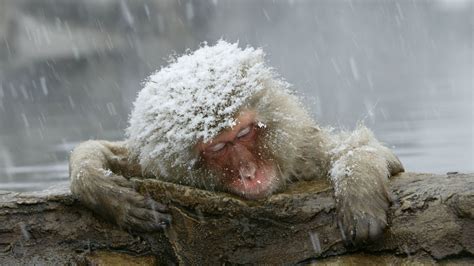 Snow Covered Primate Japanese Macaque Monkey Hd Animals Wallpapers Hd