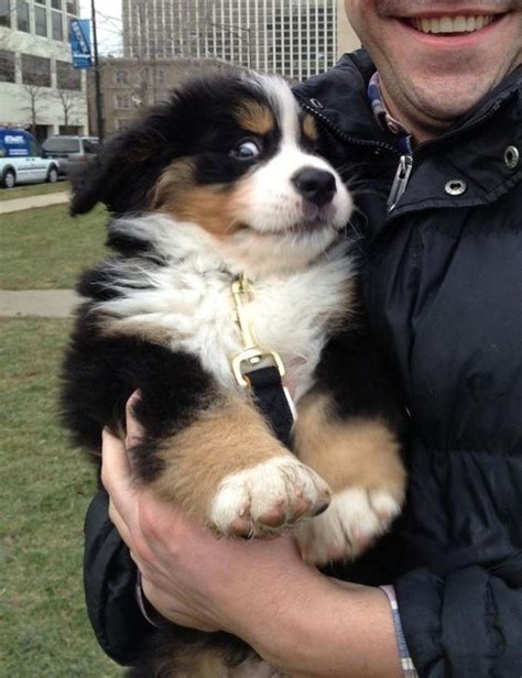 30 Best Dog Names For Beautiful Bernese Mountain Dogs Pictures
