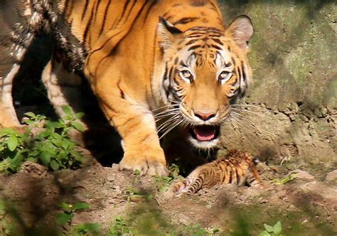 Man Animal Conflict Enraged Villagers Beat Tigress To Death In Uttar