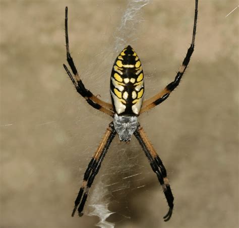 Sweating The Small Stuff The Black And Yellow Garden Spider Argiope