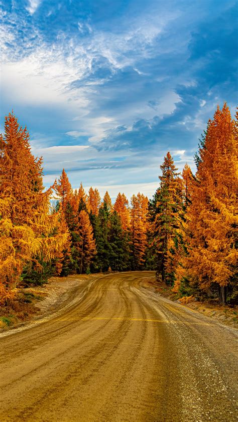 Download Wallpaper 1080x1920 Forest Trees Autumn Road Nature