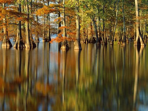 Wallpaper Sunlight Trees Forest Lake Water Nature Reflection