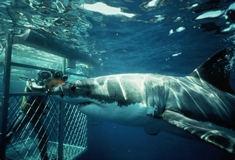 Shark Cage Diving With Great White Sharks In Cape Town South Africa