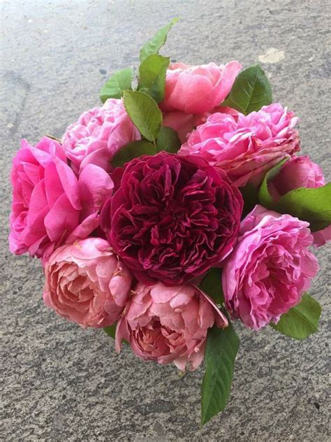 Pin By Deb Tromp On Beautiful Blooms Flowers Plants Rose