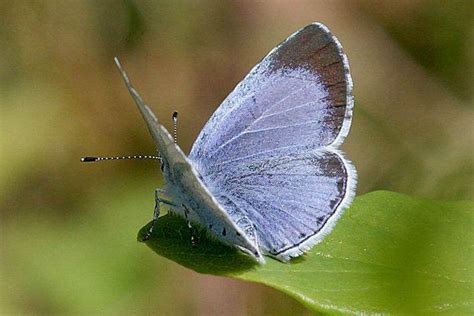 Holly Blue Dorset Butterflies