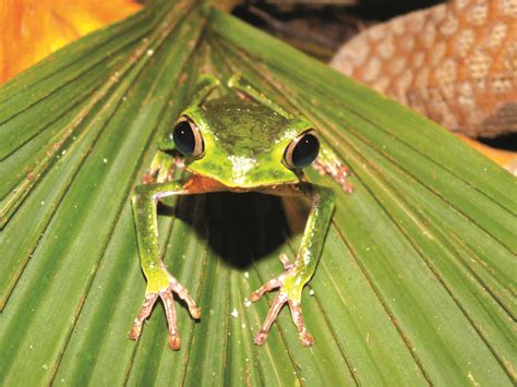 This animal is a solitary killer, and will typically scale and climb trees to use as a vantage point when hunting prey prior to pouncing upon their targets. Top 10 facts about the Amazon Rainforest