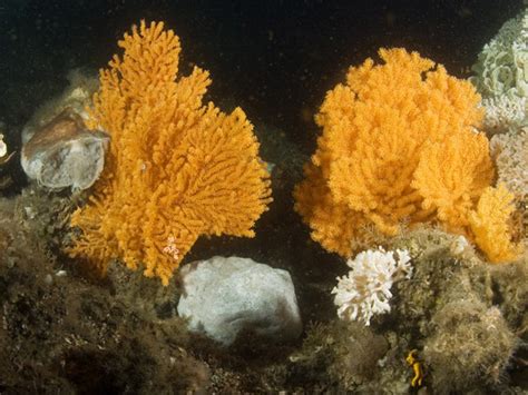 Soft Corals Alcyonacea