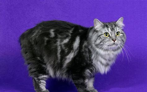 Cymric Cat Is A Breed Of Domestic Cat Some Cat Registries Consider The