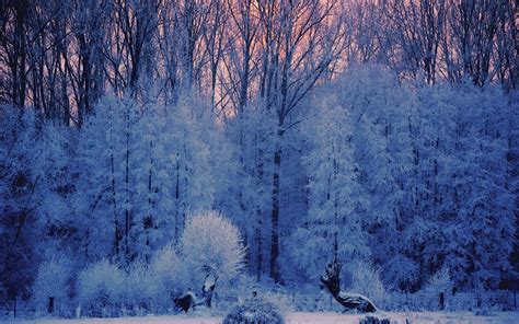 Wallpaper Landscape Forest Nature Snow Winter Branch Ice Frost