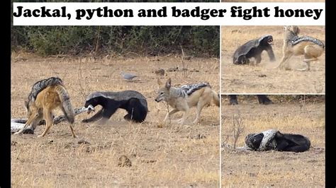 Jackal Python And Badger Fight Honey Youtube
