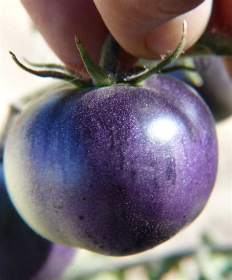 Blue Tomato Wanderlust The Buzz On The New Blue Tomato Seeds At