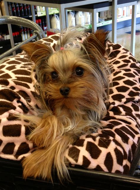 I Look Great On My New Pillow Dogs Pets Yorkshireterriers