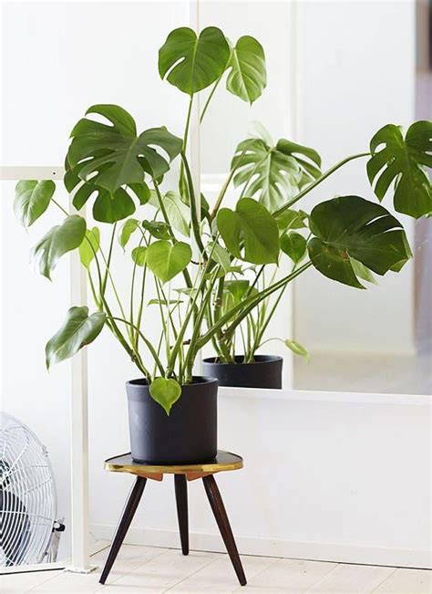 In this philodendron care guide, i will teach you how to grow philodendron indoors easily! Monstera Deliciosa, also known as Swiss Cheese Plant or ...
