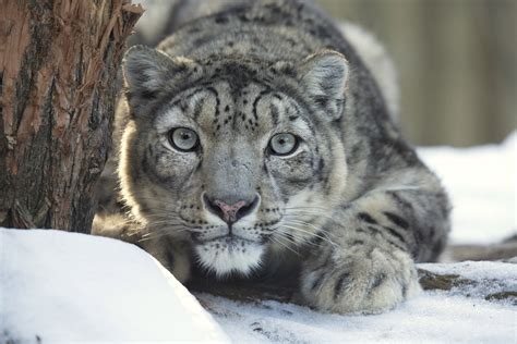 7 Interesting Facts About Snow Leopards Wanderlust