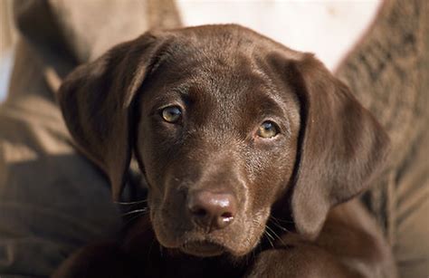 Bow Wow Labrador Retriever Is Nations Most Popular Dog