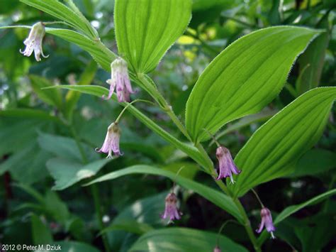 Streptopus Lanceolatus Rose Twisted Stalk Minnesota Wildflowers