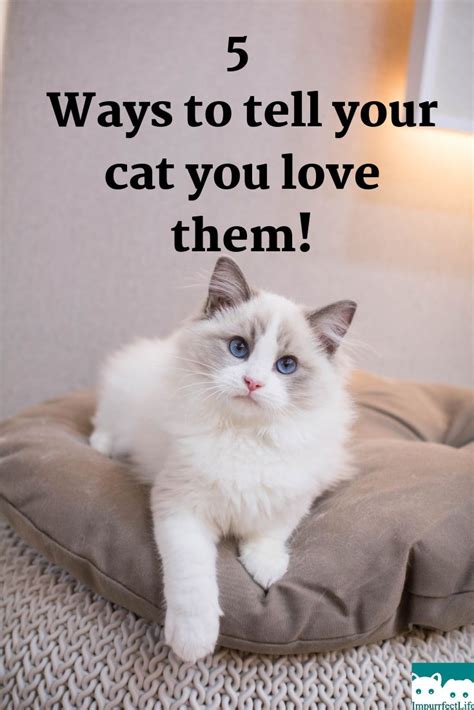 5 Ways To Tell Your Cat You Love Them Impurrfectlife