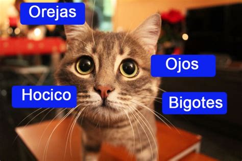 Cómo es el cuerpo de un gato parte 1 de 3 Cosas de Gatos