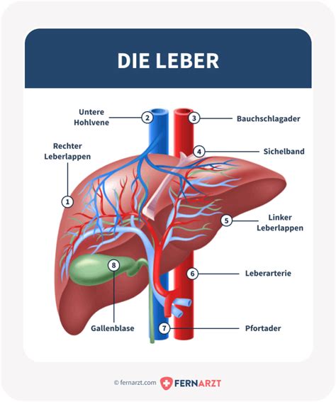 Die Leber: Anatomie, Funktion, Erkrankungen | Fernarzt (2022)