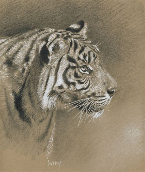 Tiger Head Study By Wimke On Deviantart