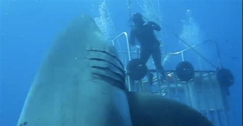 This Is Deep Blue Probably The Biggest Shark Youve Ever Seen Huffpost