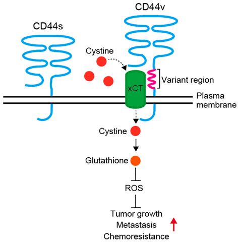 Cancers Free Full Text Roles Of Micrornas And Rna Binding Proteins