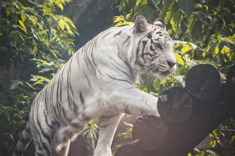 Animal White Tiger Walking Stock Photo Image Of Energy Animal 96270996