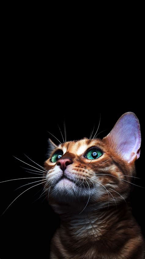 Amoled wallpapers beautiful special collection download high quality background images for your smartphone. 4K CAT AMOLED PHONE WALLPAPER