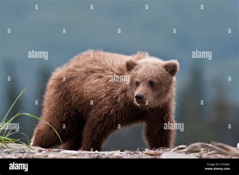 Brown Bear Cub Lake Clark National Park Ak Stock Photo Alamy