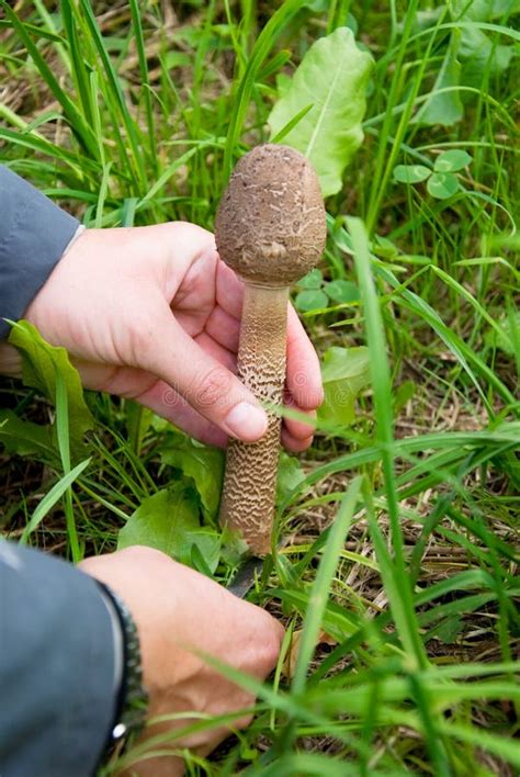 4 Mushrooms Pilze Free Stock Photos Stockfreeimages