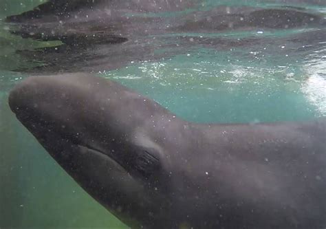 After Three Decades As A Research Subject Marine Mammals Move To