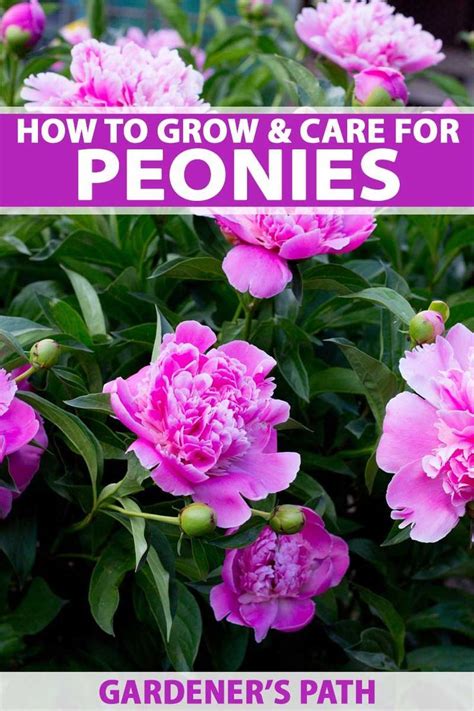 Perennial Peony Is A Garden Classic Choose From Herbaceous Tree And
