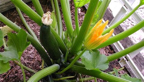 This leads to a noticeable decline in the yield, and subsequently to the death of the plant. Zucchini Plant Diseases | Garden Guides