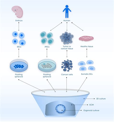 An Introduction To Organoids Organoid Creation Tradition And