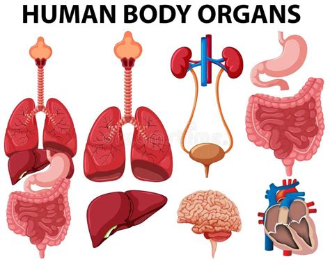 Órganos Del Cuerpo Humano De La Historieta Digestivo Sano Circulatorio
