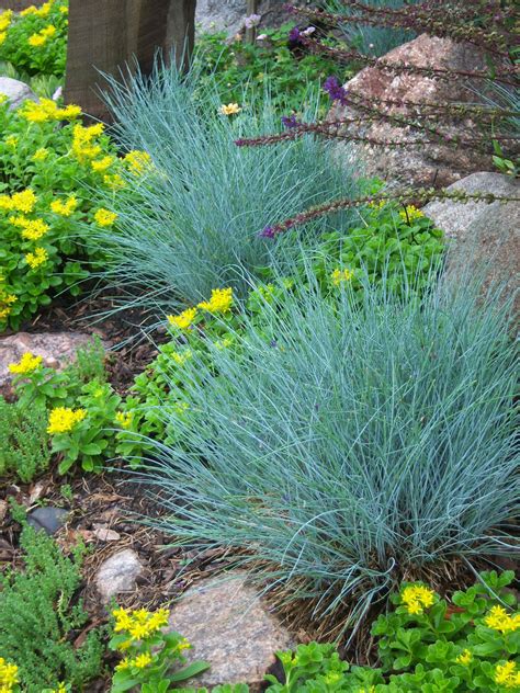 Lot Of 3 Elijah Blue Fescue Festuca Glauca Elijah Etsy In 2021