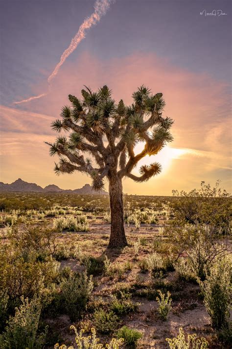 Joshua Tree In The Desert Usa