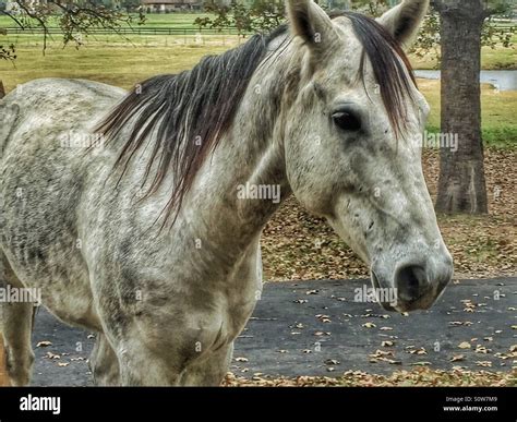 Gray Dappled Horse Stock Photo Alamy
